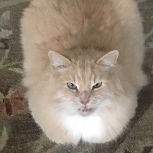 Meet your Posher, Sam